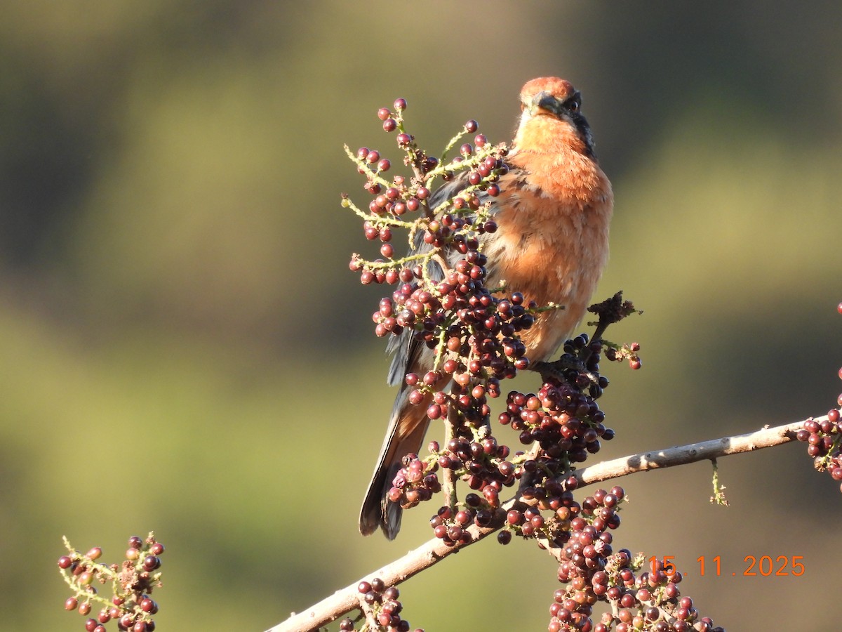 Rufous-tailed Plantcutter - ML646551517