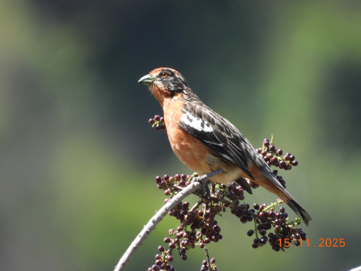 Rufous-tailed Plantcutter - ML646551519