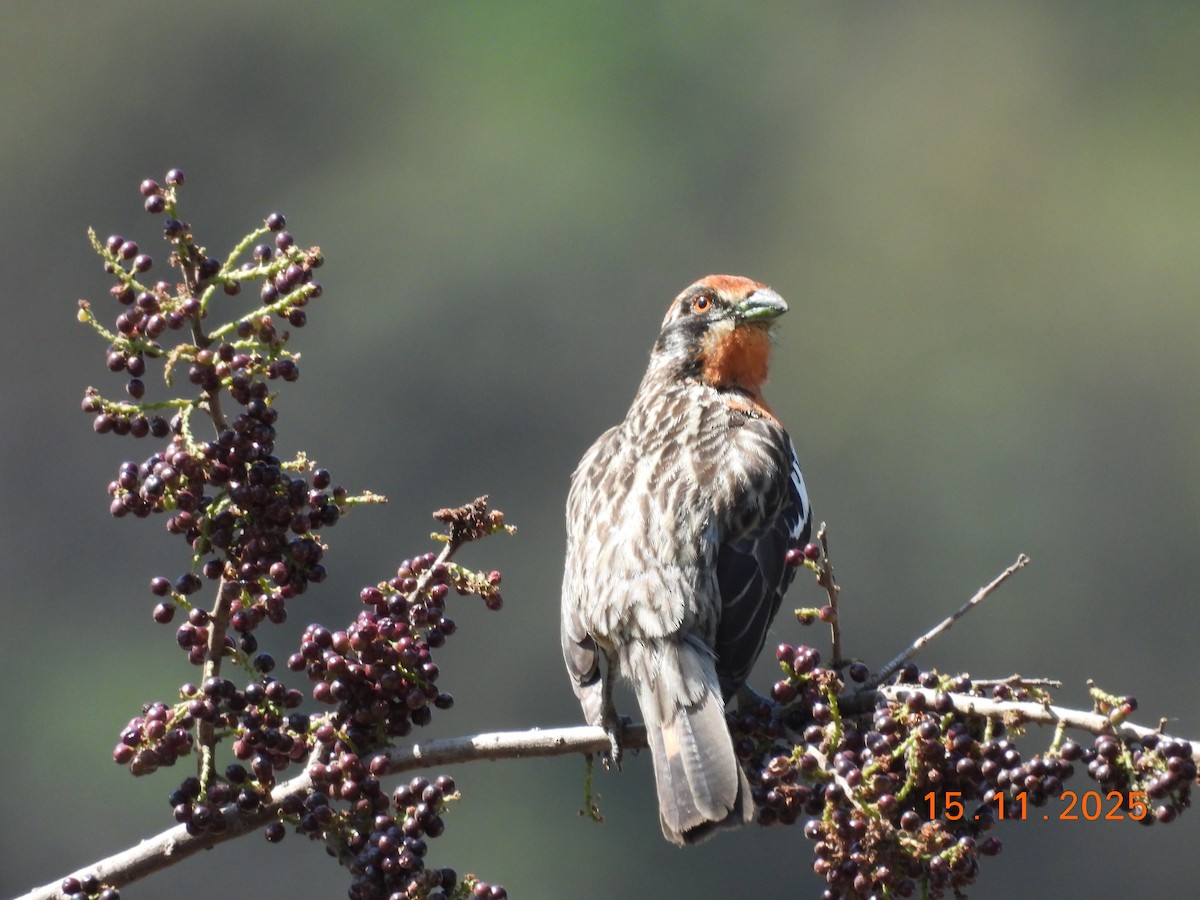 Rufous-tailed Plantcutter - ML646551521