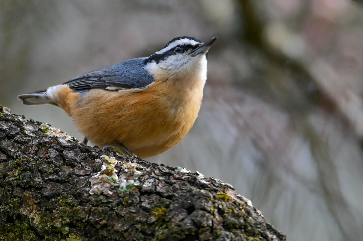 סיטה קנדית - ML646551523