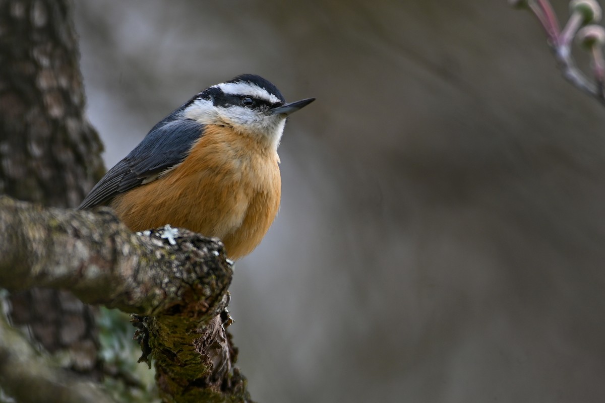 סיטה קנדית - ML646551524