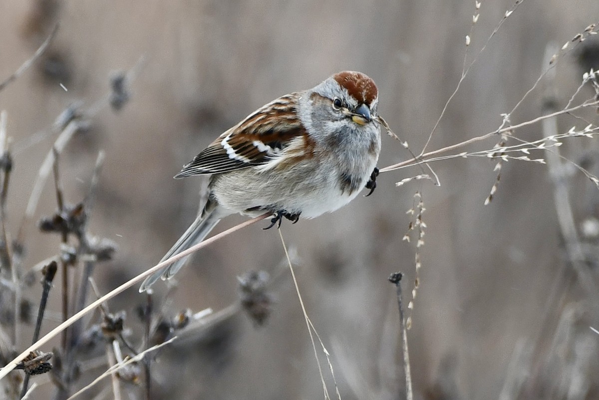 American Tree Sparrow - ML646551525
