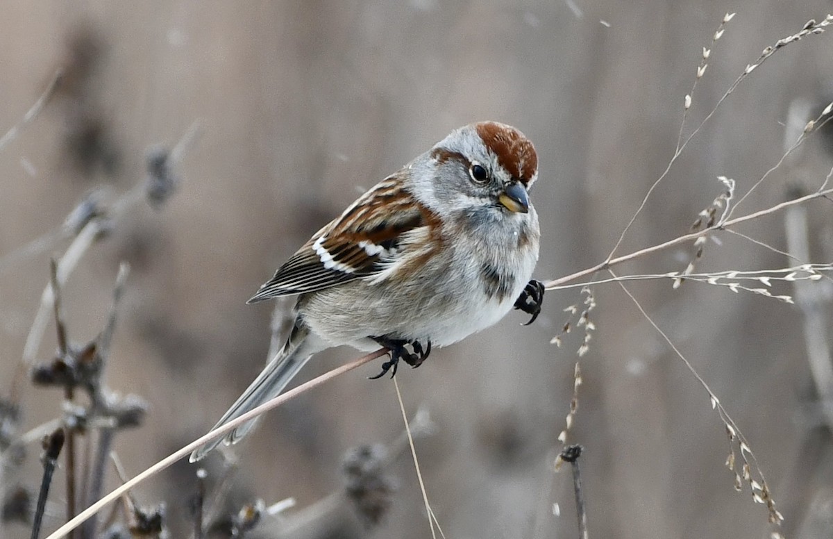 American Tree Sparrow - ML646551526
