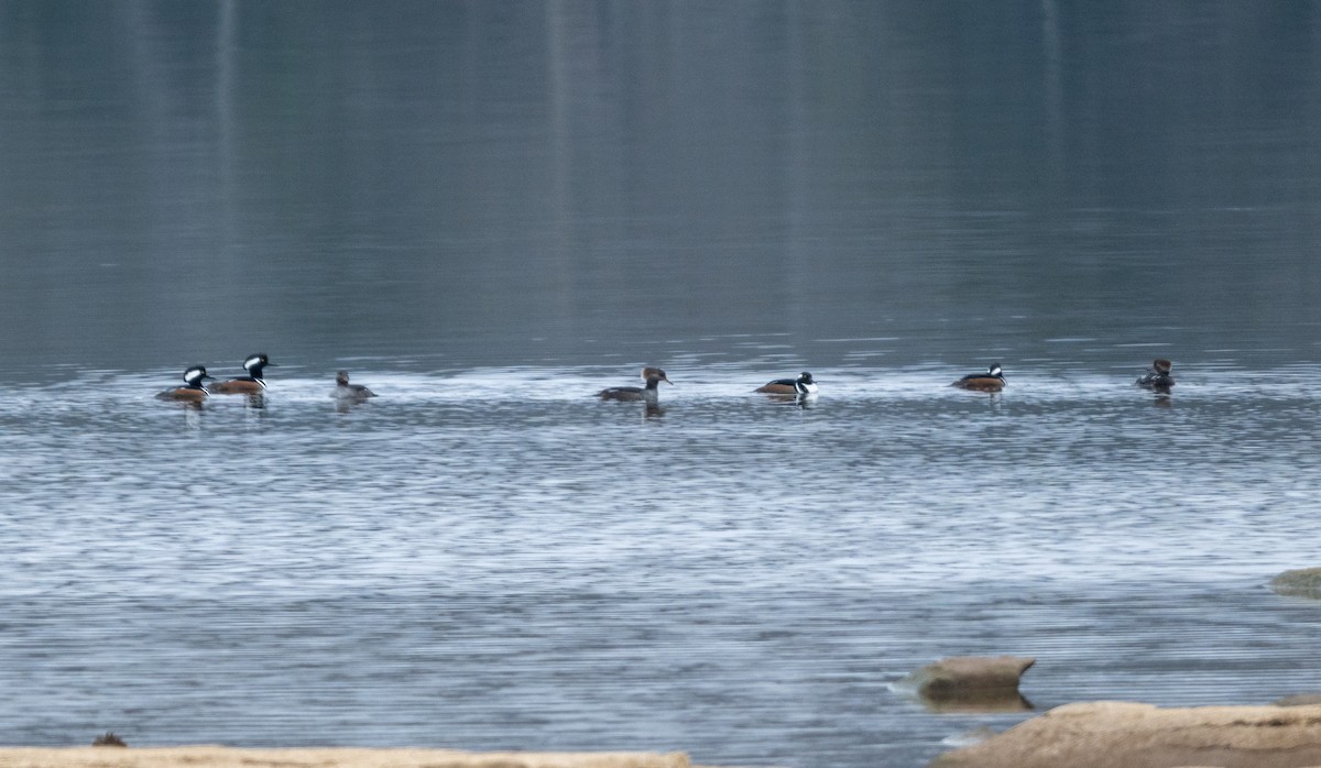 Hooded Merganser - ML646551527