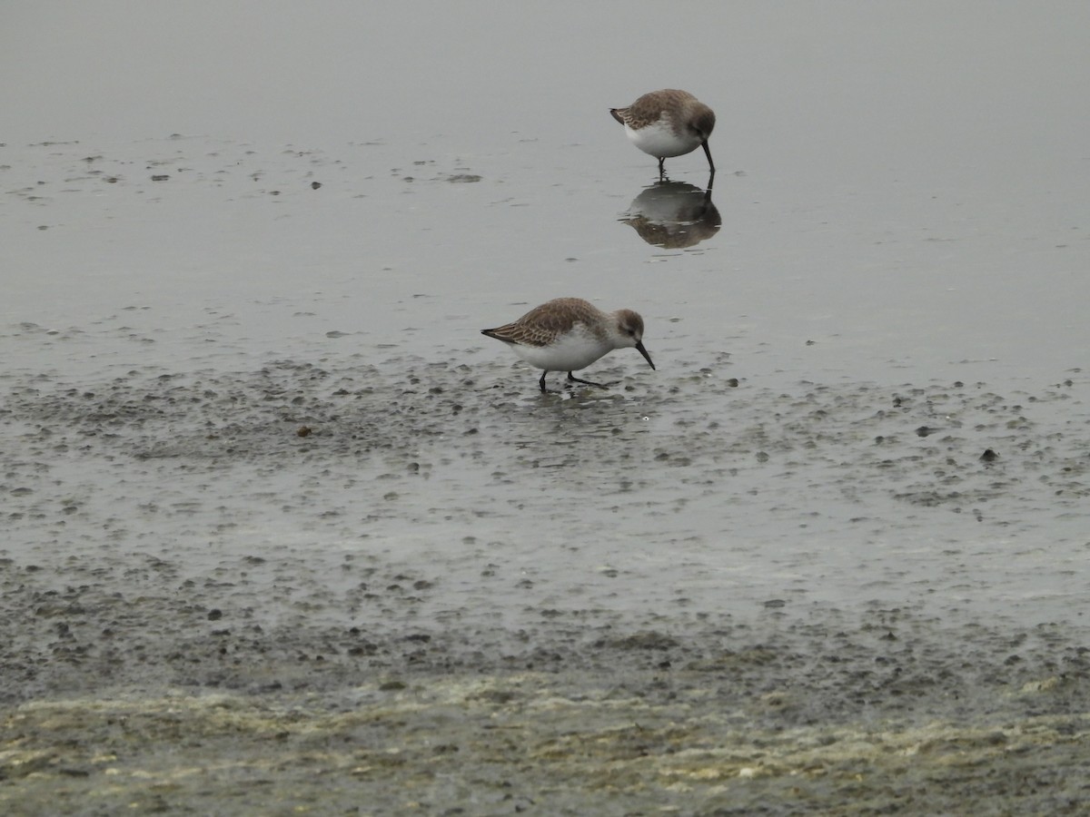 Gambecchio dell'Alaska - ML646551528