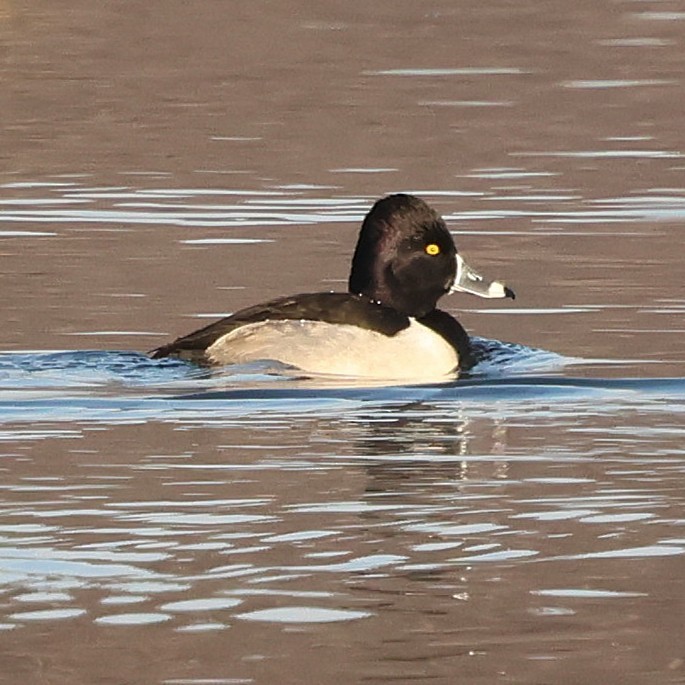 Ring-necked Duck - ML646551529