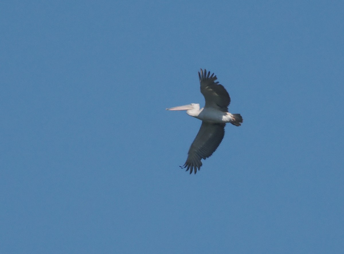 コシベニペリカン - ML646551531