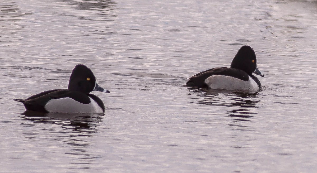 Ring-necked Duck - ML646551533
