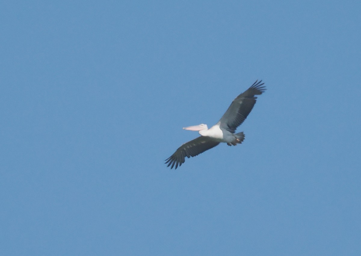 コシベニペリカン - ML646551534