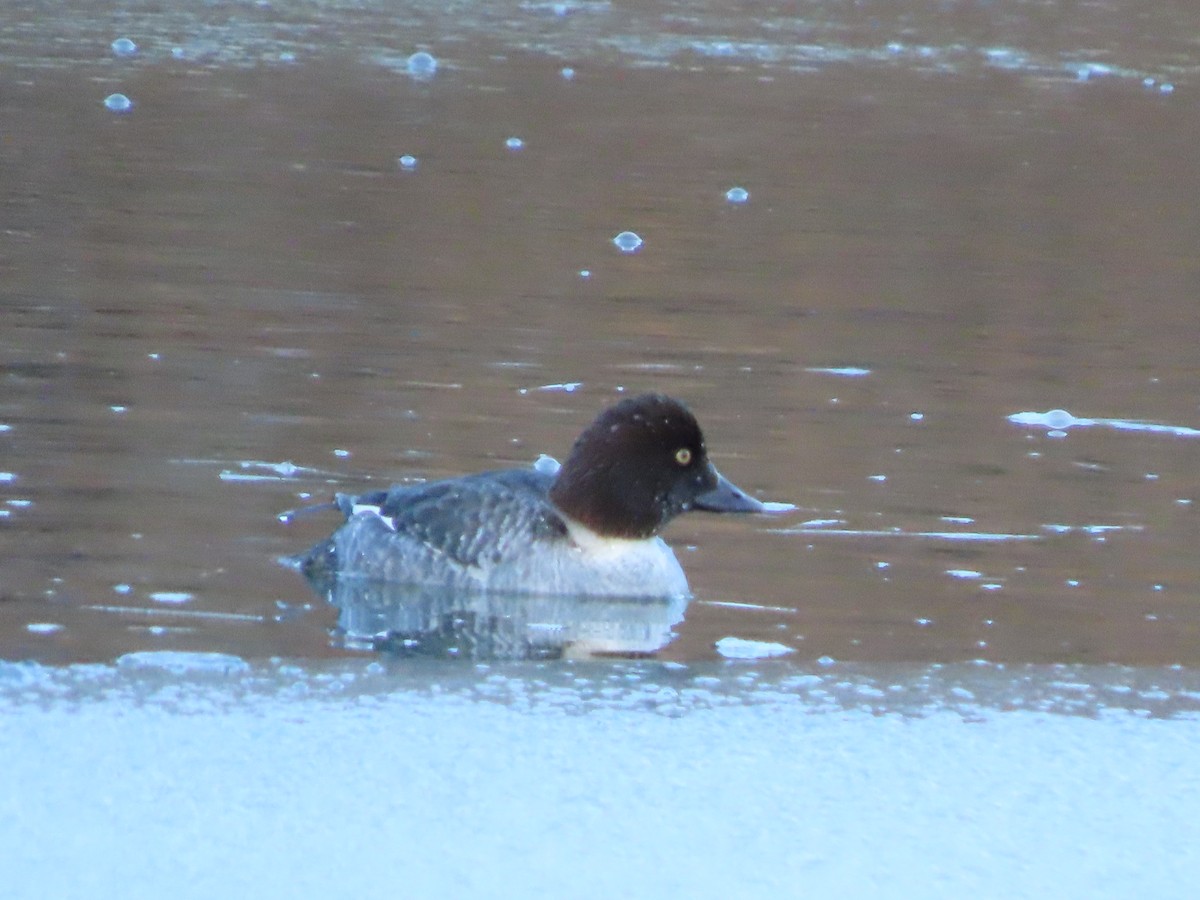 Porrón Osculado - ML646551535