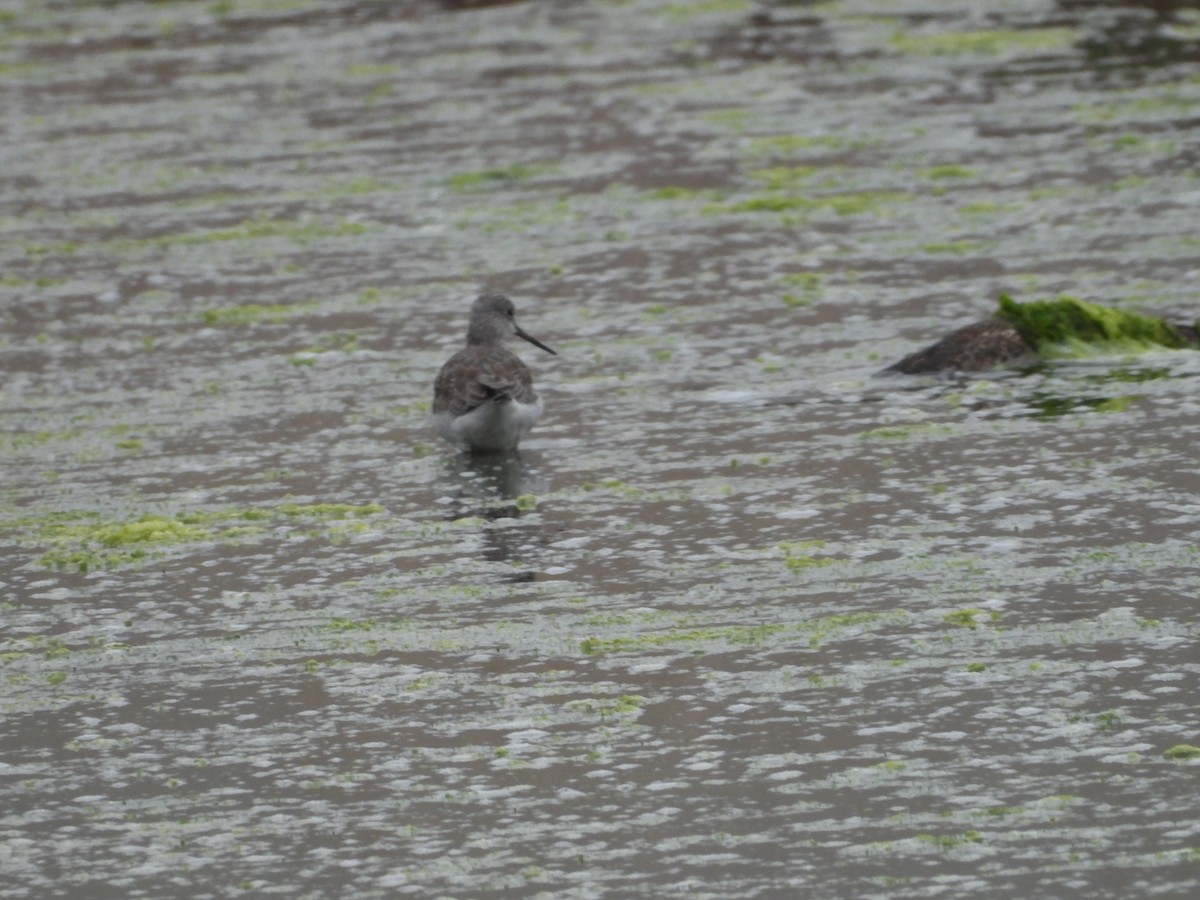 Greater Yellowlegs - ML646551536