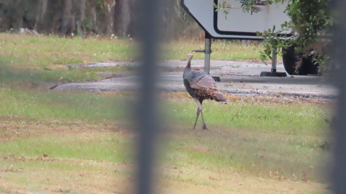 Wild Turkey - ML646551538