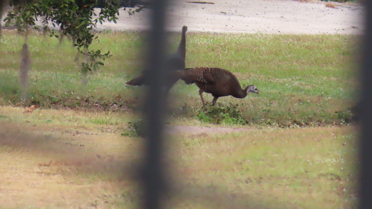 Wild Turkey - ML646551539