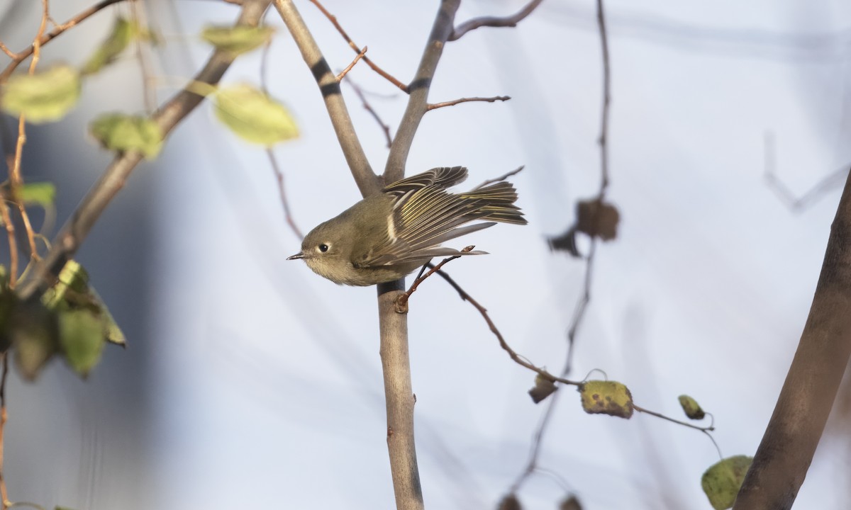 Ruby-crowned Kinglet - ML646551541