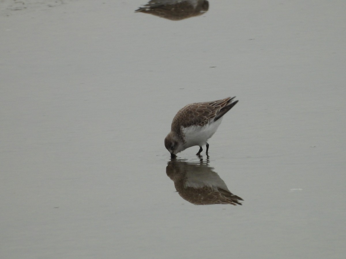 Western Sandpiper - ML646551542