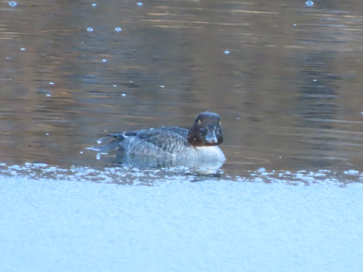 Porrón Osculado - ML646551544