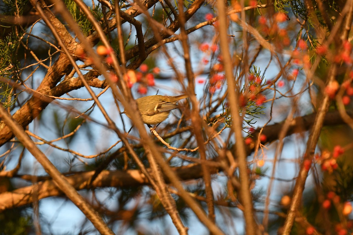 Ruby-crowned Kinglet - ML646551549