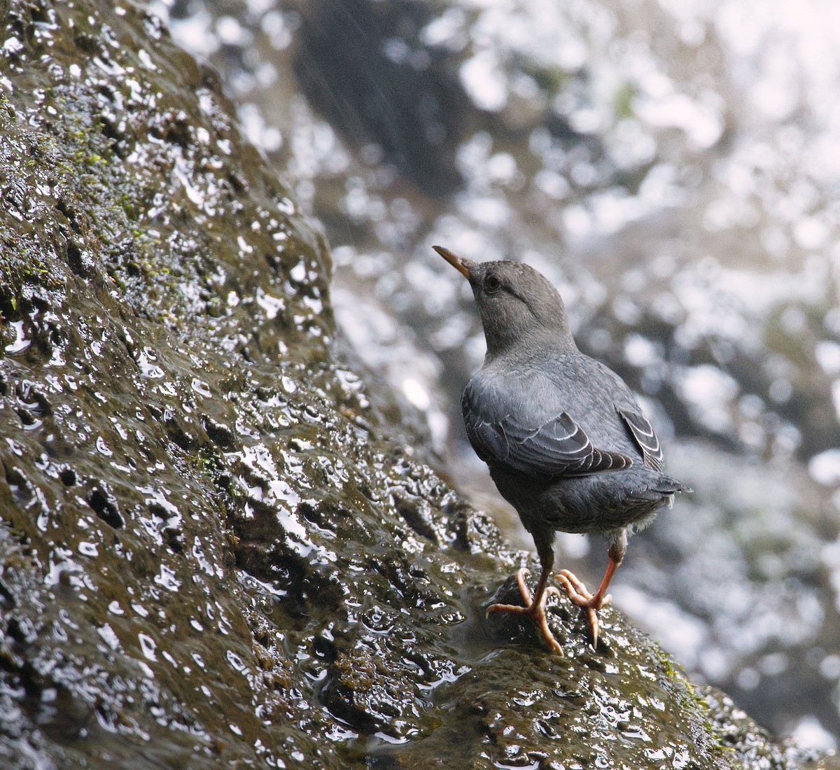 American Dipper - ML646551551