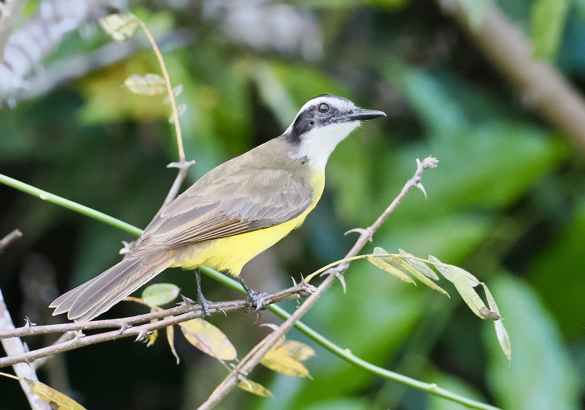 Bienteveo Chico - ML646551552