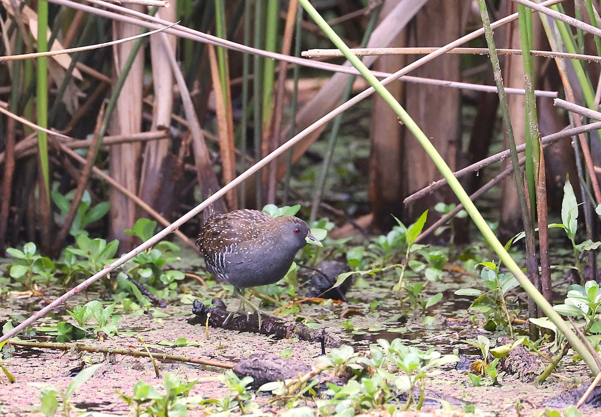 Australian Crake - ML646551553