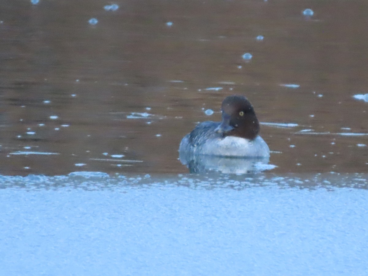 Porrón Osculado - ML646551555