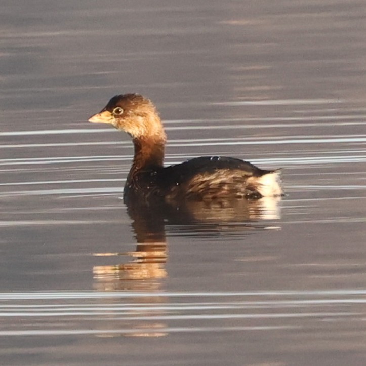 Pied-billed Grebe - ML646551556