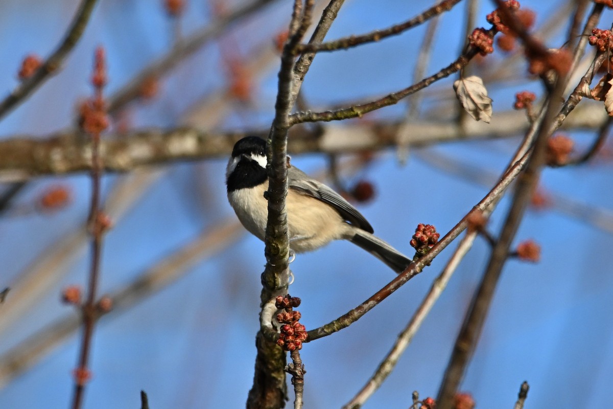 Carolina Chickadee - ML646551557