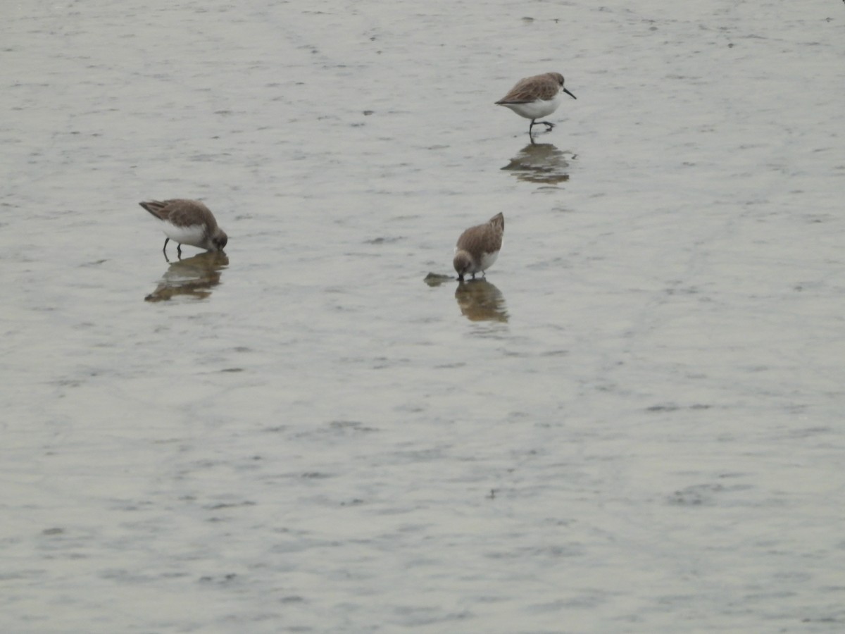 Western Sandpiper - ML646551558