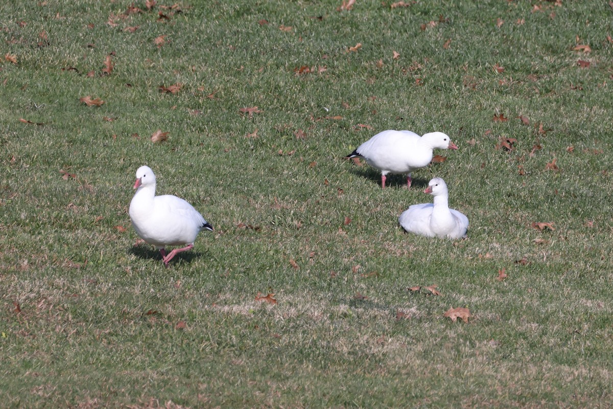 Ross's Goose - ML646551560
