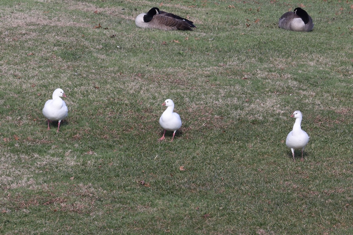 Ross's Goose - ML646551561