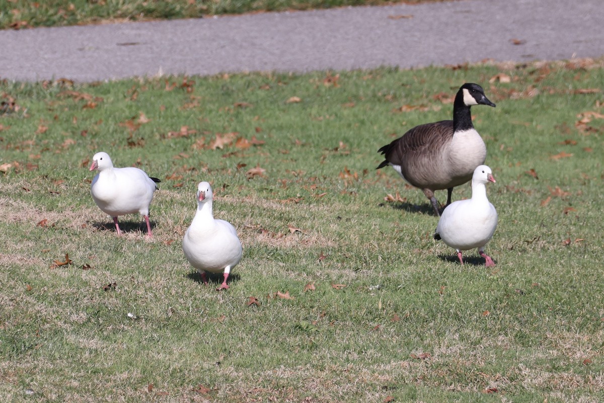 Ross's Goose - ML646551562
