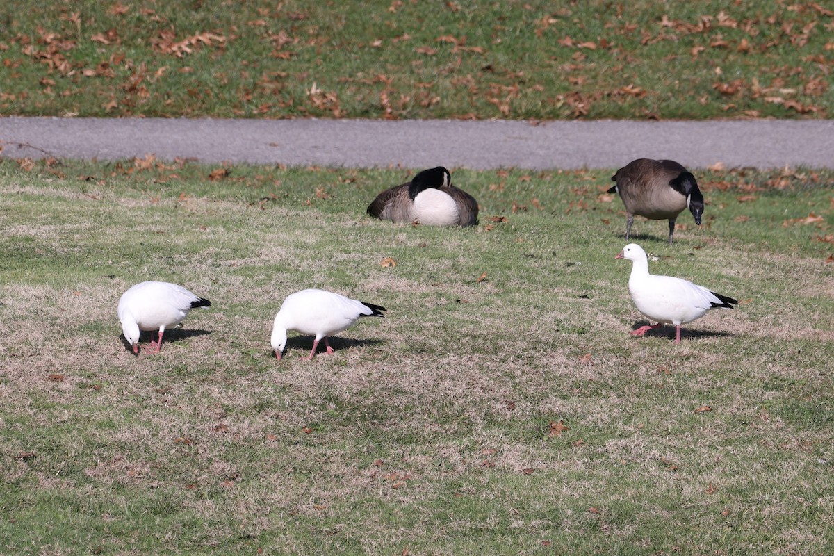 Ross's Goose - ML646551563