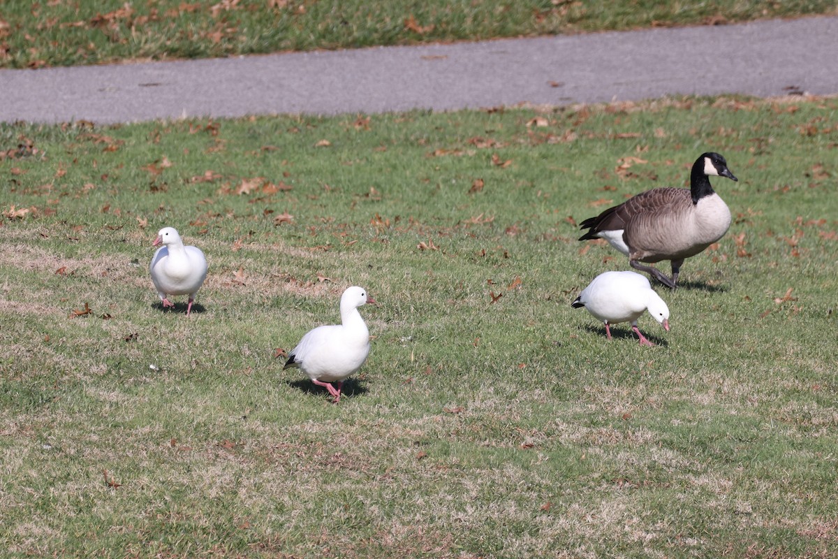 Ross's Goose - ML646551564