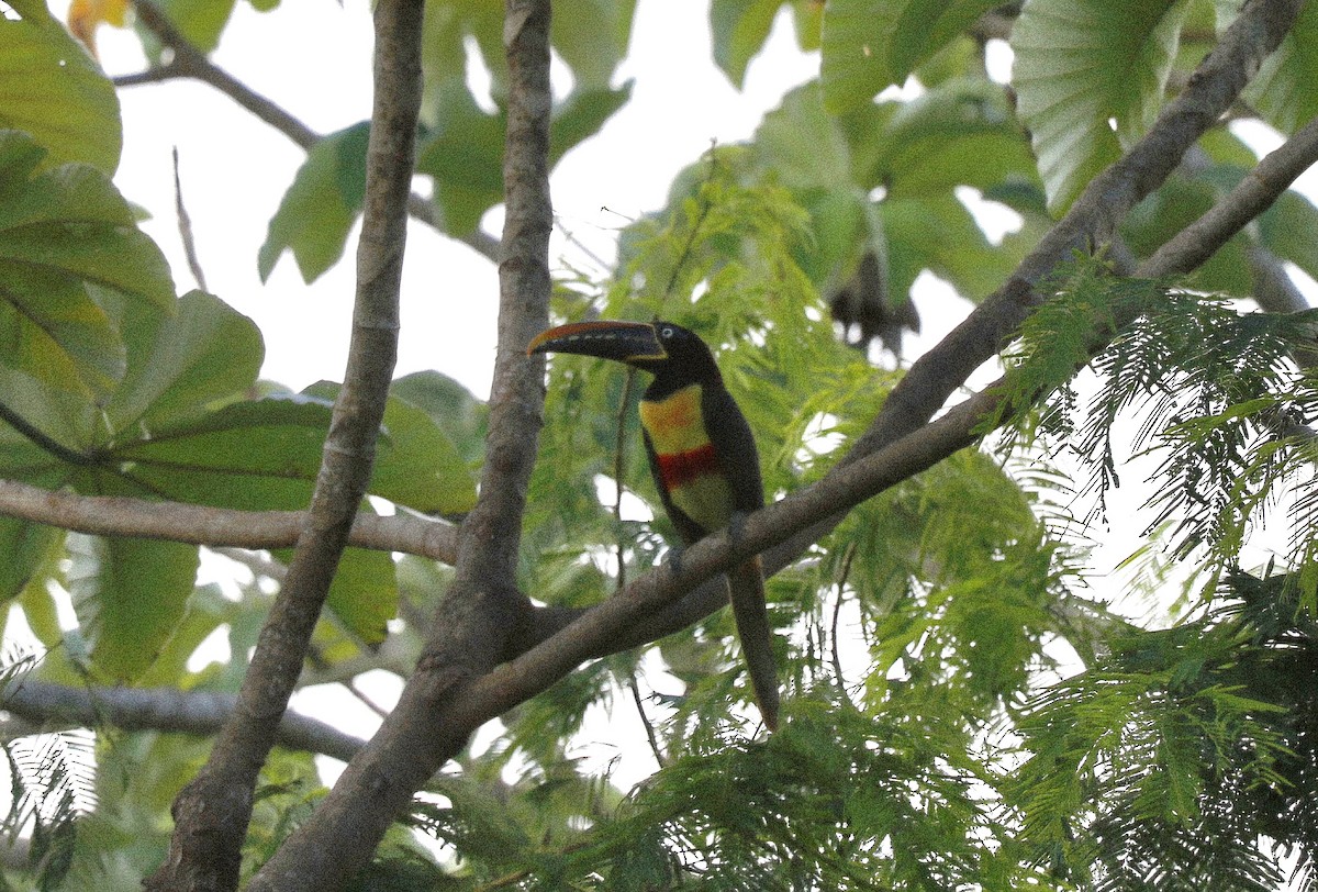 Chestnut-eared Aracari - ML646551567
