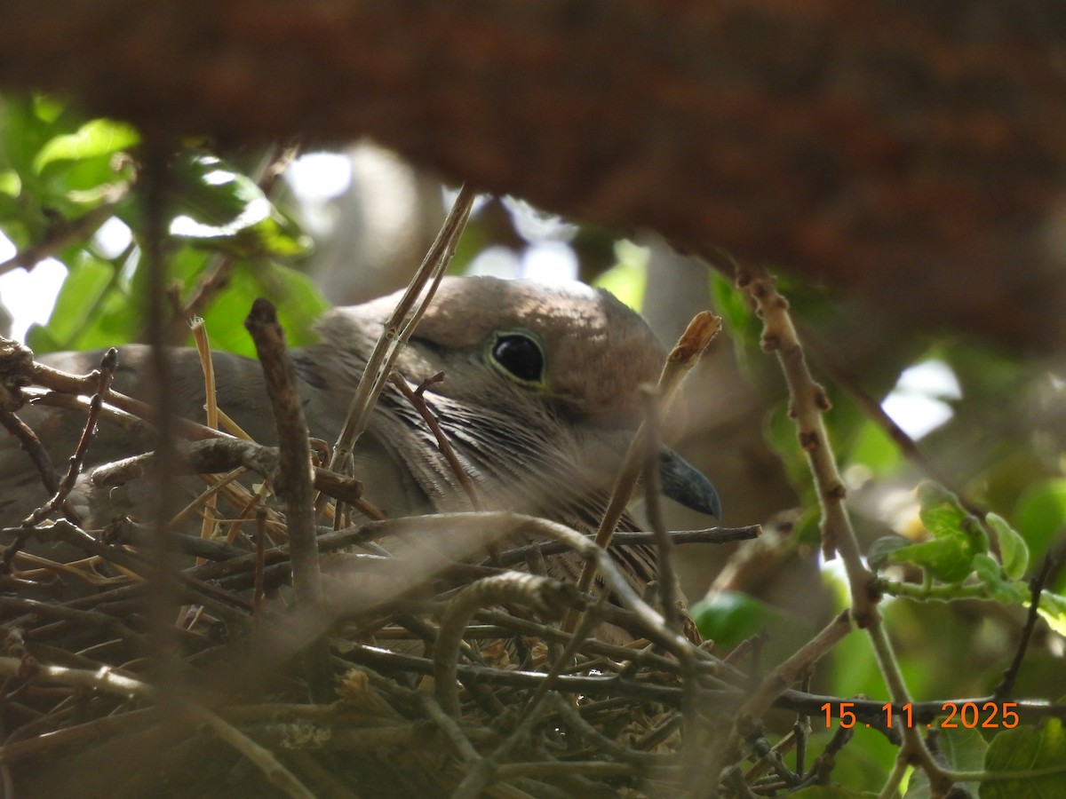 Eared Dove - ML646551568