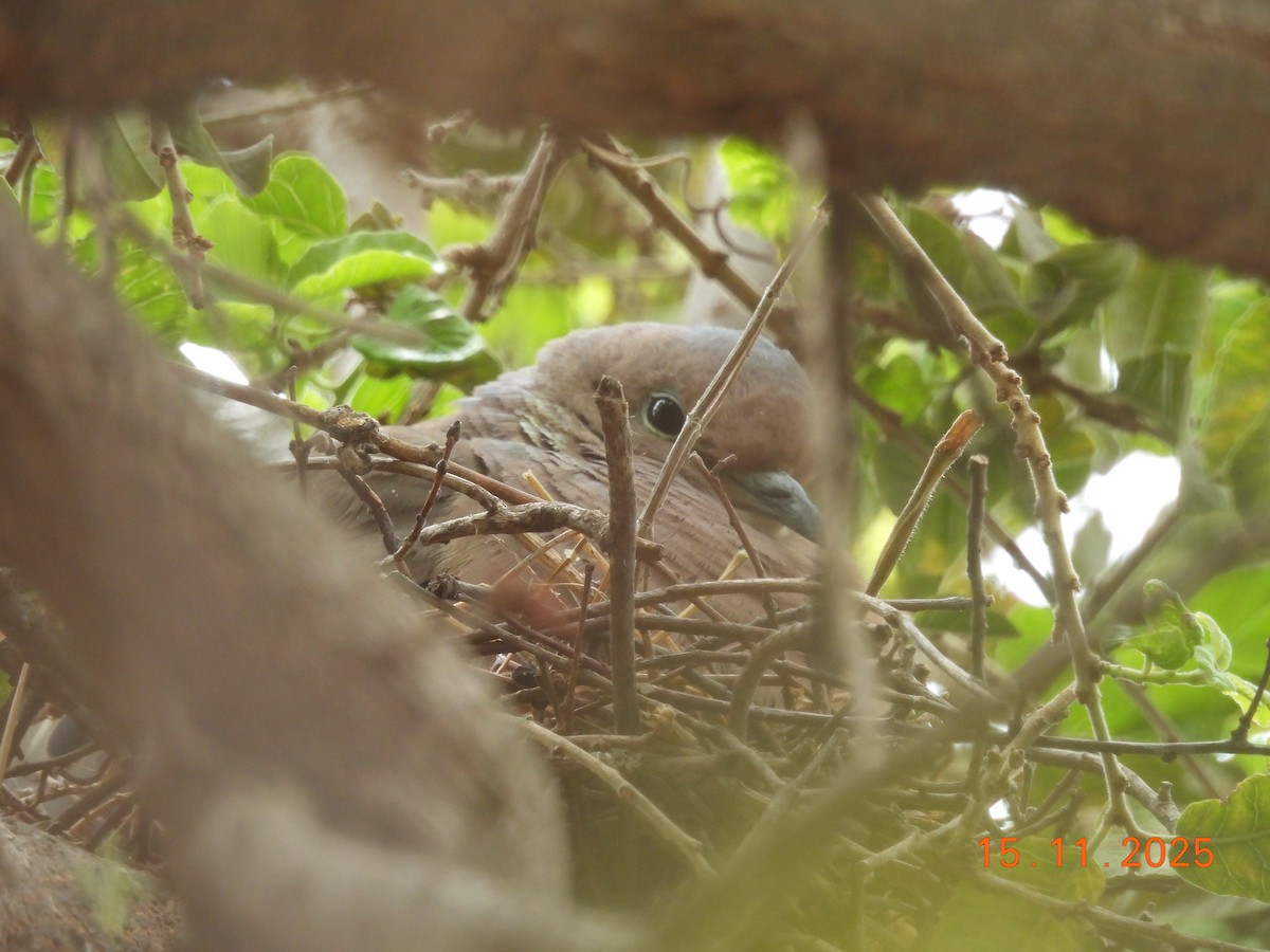 Eared Dove - ML646551569