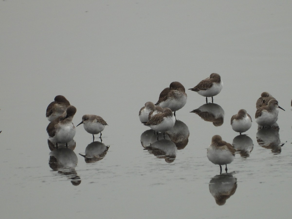 Western Sandpiper - ML646551570