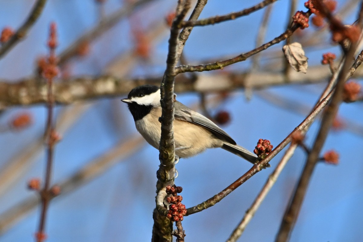 Carolina Chickadee - ML646551574
