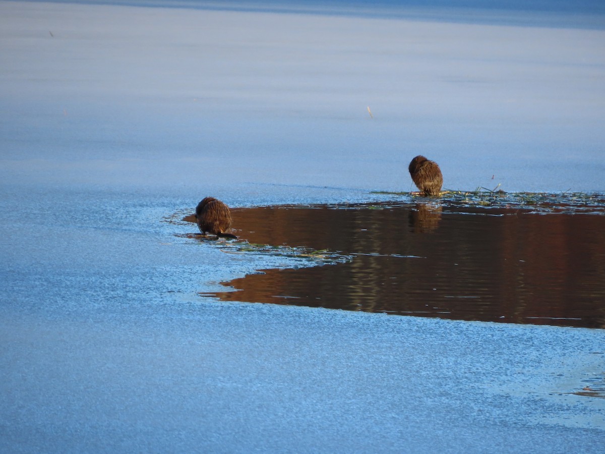 Animales - ML646551575