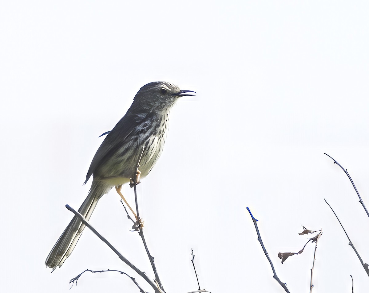 Karoo Prinia - ML646551577