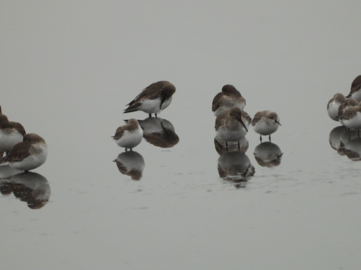 Western Sandpiper - ML646551580