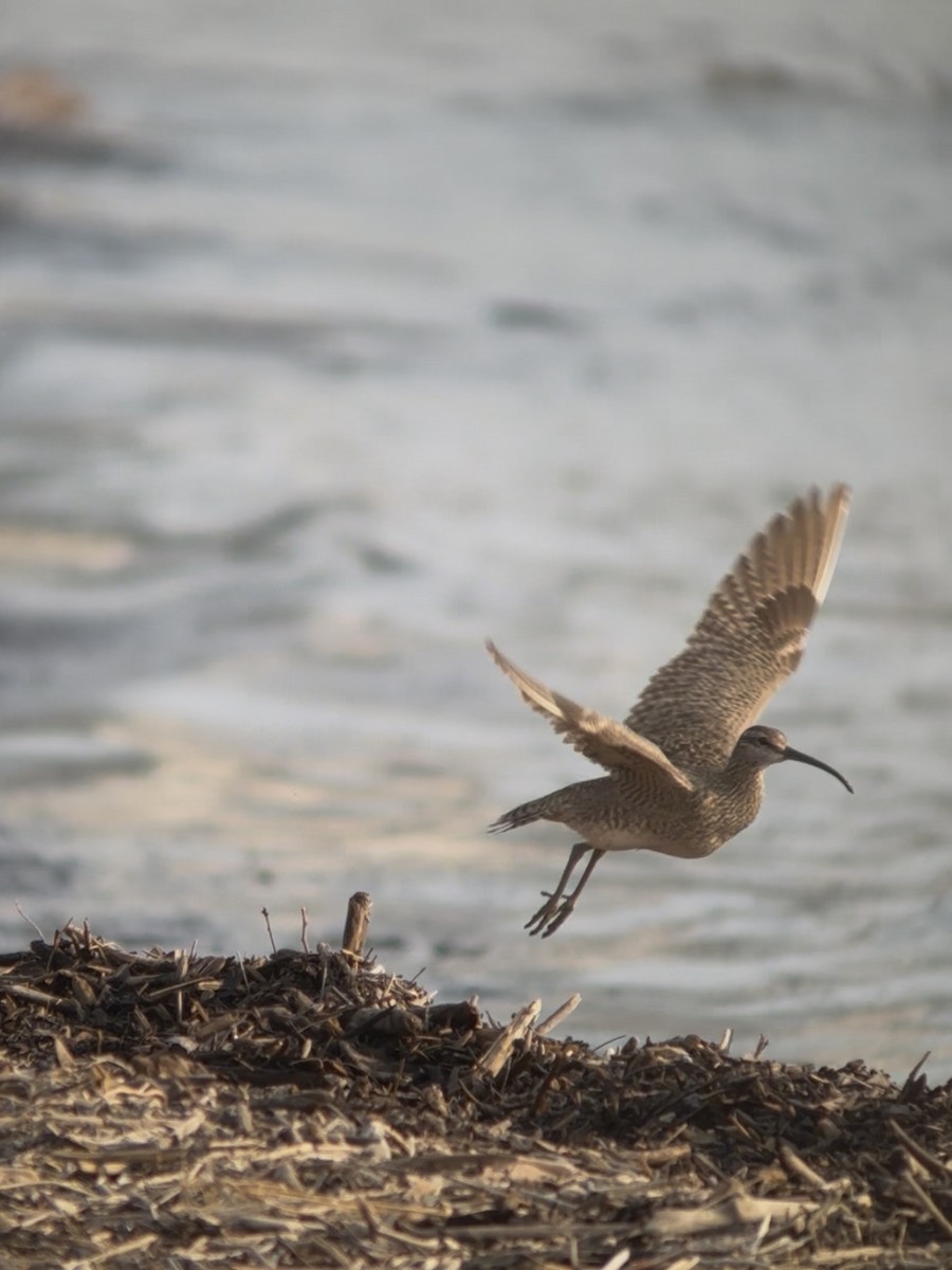Hudsonian Whimbrel - ML646551581