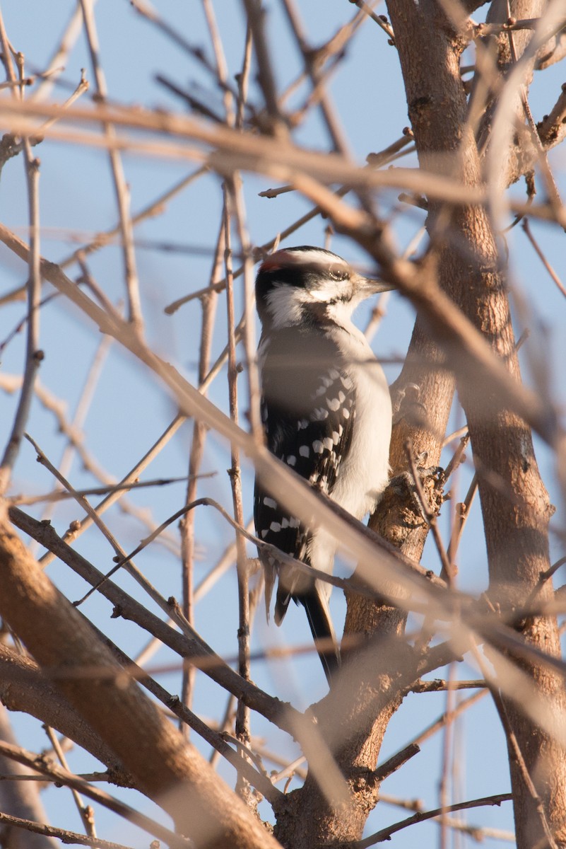 Hairy Woodpecker - ML646551586