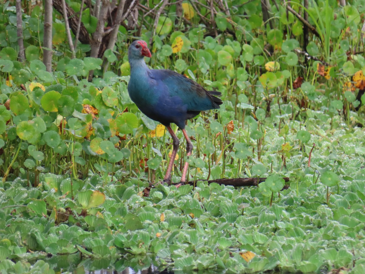 Gri Başlı Sazhorozu - ML646551589