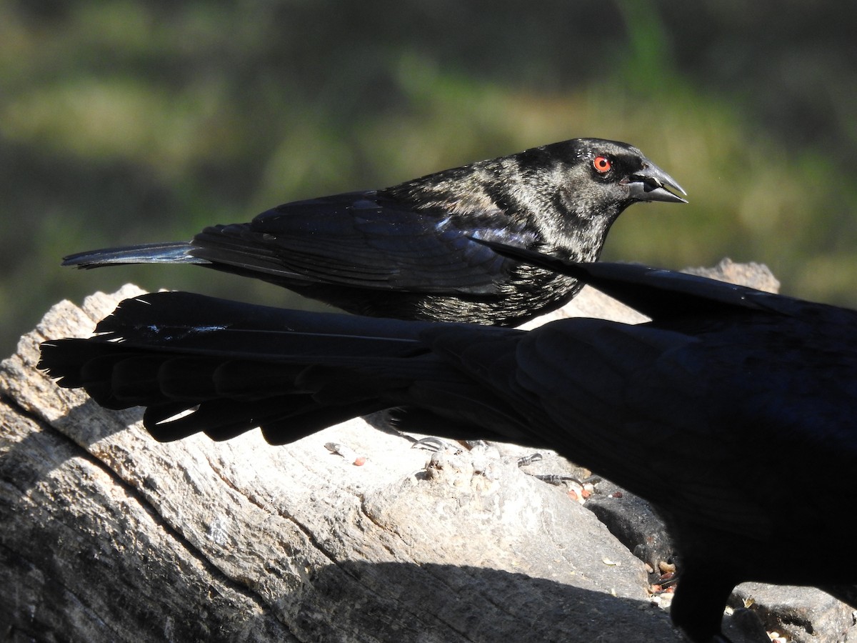 Красноглазый трупиал - ML646551590