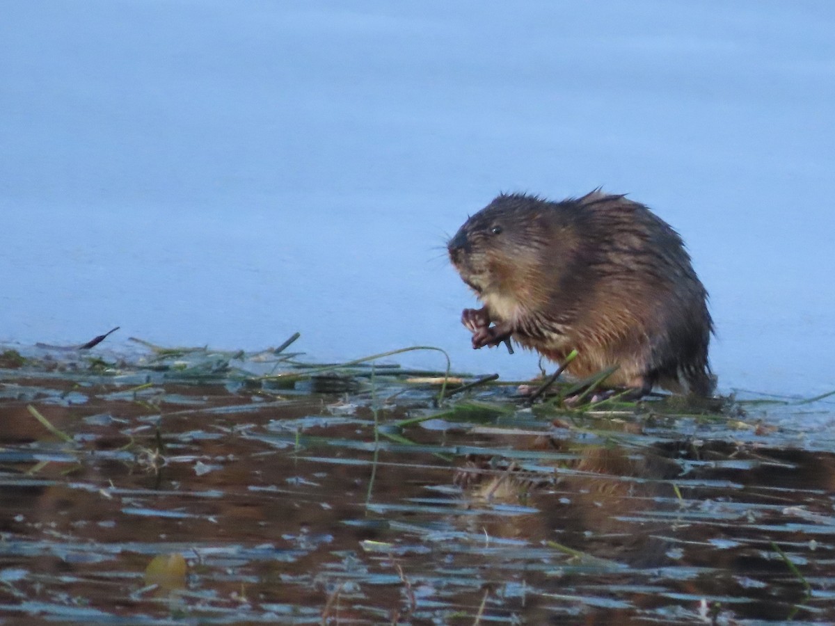 Animales - ML646551591