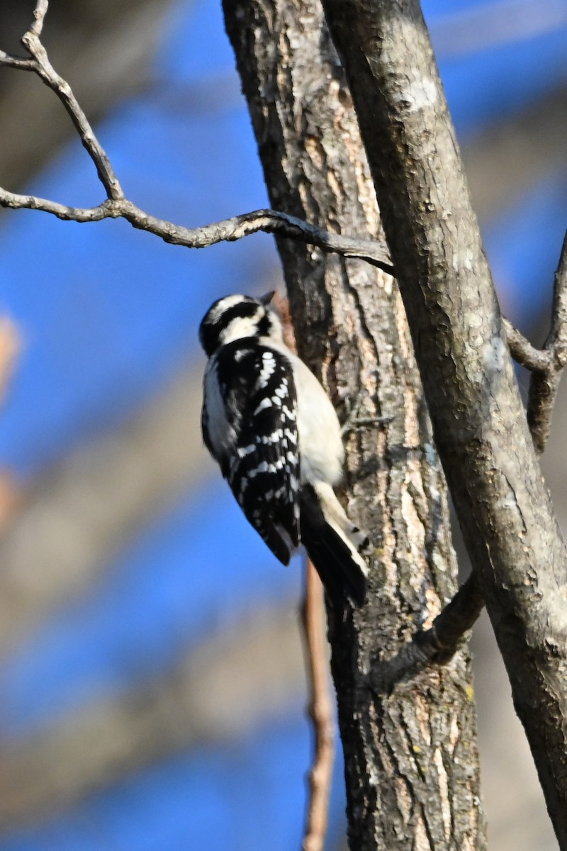 Downy Woodpecker - ML646551593