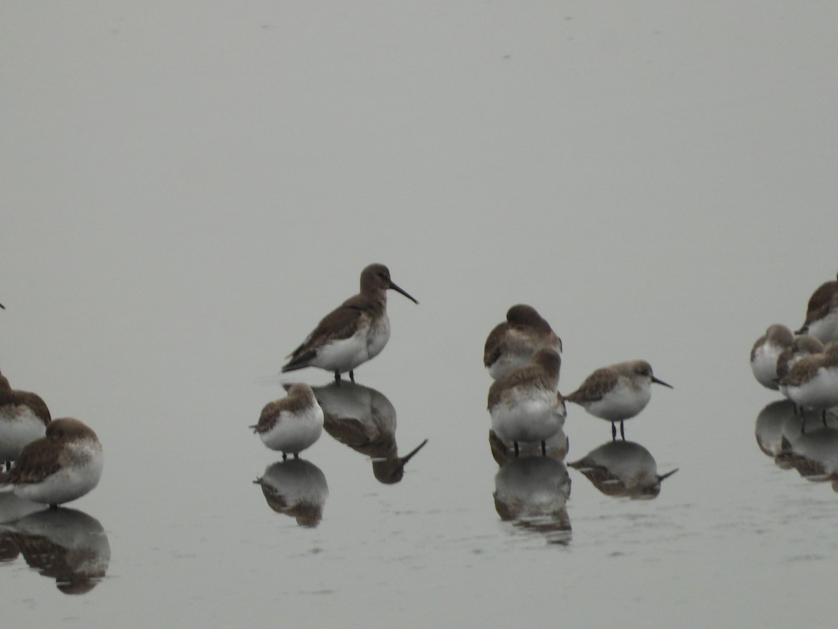 Western Sandpiper - ML646551594