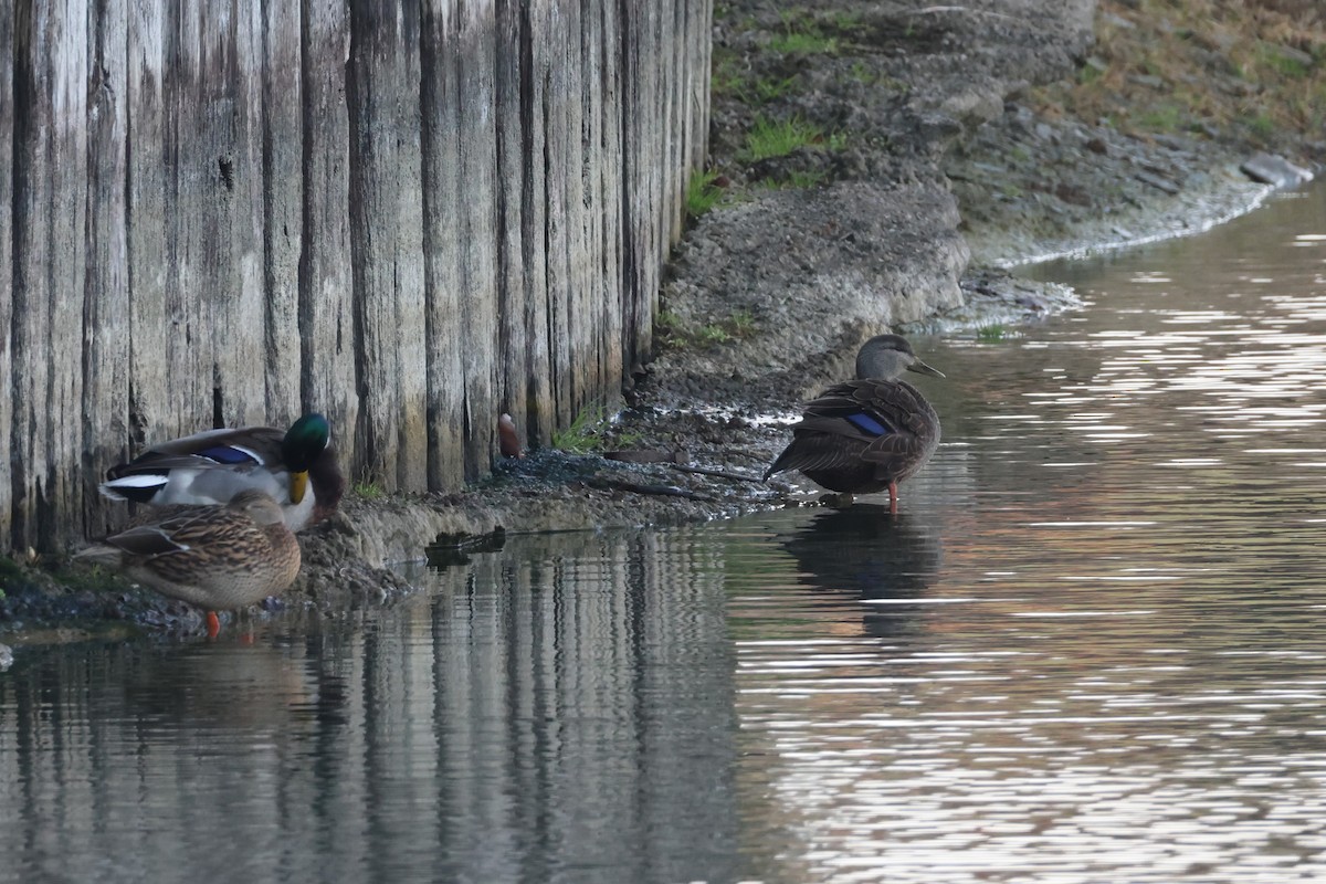 American Black Duck - ML646551596