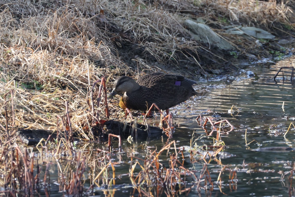 American Black Duck - ML646551597